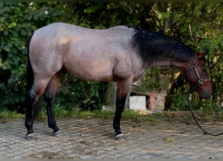 Quarter horse américain, Hongre, 6 Ans, 150 cm, Roan-Bay