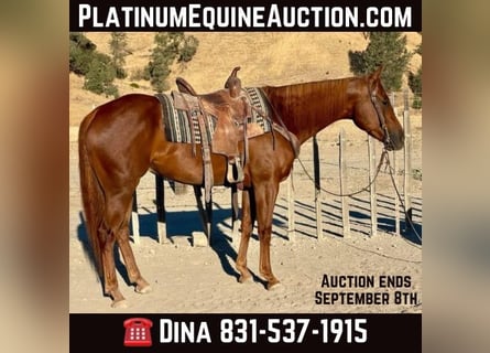 Quarter horse américain, Hongre, 6 Ans, 152 cm, Alezan brûlé