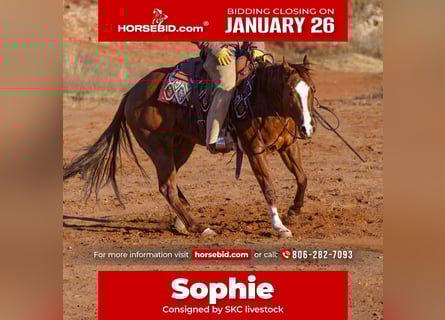 Quarter horse américain, Hongre, 6 Ans, 152 cm, Alezan cuivré