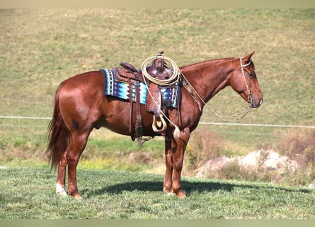 Quarter horse américain, Hongre, 6 Ans, 152 cm, Alezan cuivré