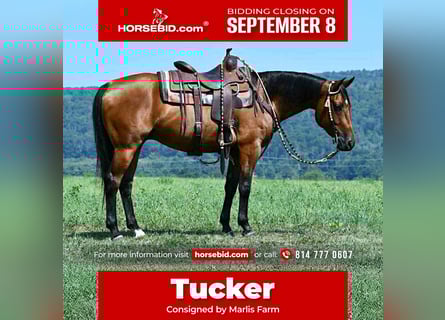 Quarter horse américain, Hongre, 6 Ans, 152 cm, Bai cerise