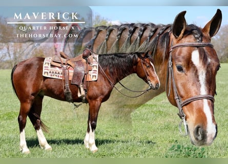 Quarter horse américain Croisé, Hongre, 6 Ans, 152 cm, Bai cerise