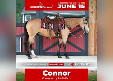 Quarter horse américain, Hongre, 6 Ans, 152 cm, Buckskin