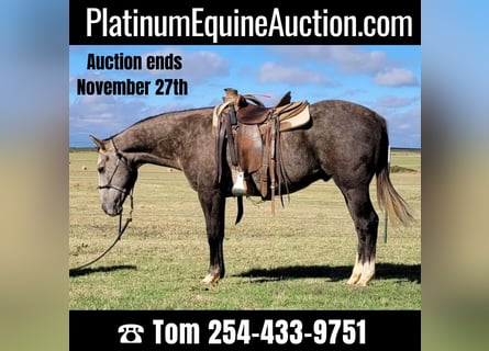 Quarter horse américain, Hongre, 6 Ans, 152 cm, Gris