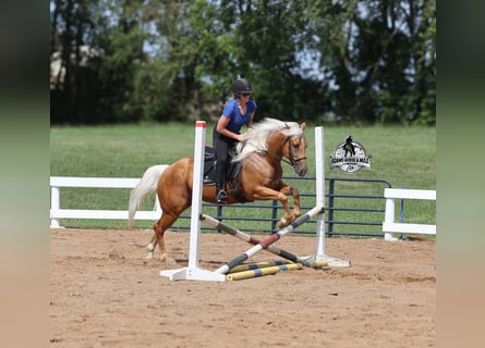 Quarter horse américain, Hongre, 6 Ans, 152 cm, Palomino