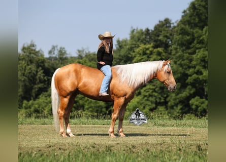 Quarter horse américain, Hongre, 6 Ans, 152 cm, Palomino