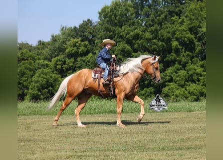 Quarter horse américain, Hongre, 6 Ans, 152 cm, Palomino