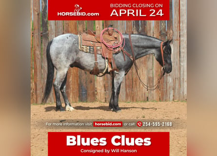 Quarter horse américain, Hongre, 6 Ans, 152 cm, Rouan Bleu