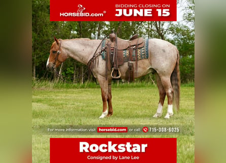 Quarter horse américain, Hongre, 6 Ans, 152 cm, Rouan Rouge