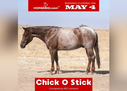 Quarter horse américain, Hongre, 6 Ans, 152 cm, Rouan Rouge