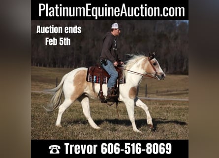 Quarter horse américain, Hongre, 6 Ans, 152 cm, Tobiano-toutes couleurs