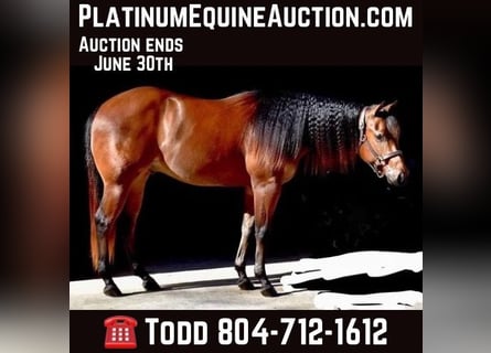 Quarter horse américain, Hongre, 6 Ans, 155 cm, Bai cerise
