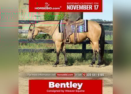 Quarter horse américain, Hongre, 6 Ans, 155 cm, Buckskin