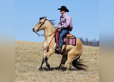 Quarter horse américain, Hongre, 6 Ans, 155 cm, Buckskin