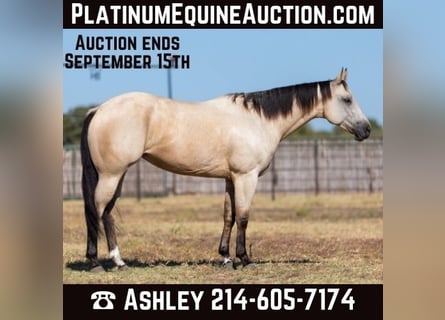 Quarter horse américain, Hongre, 6 Ans, 155 cm, Buckskin