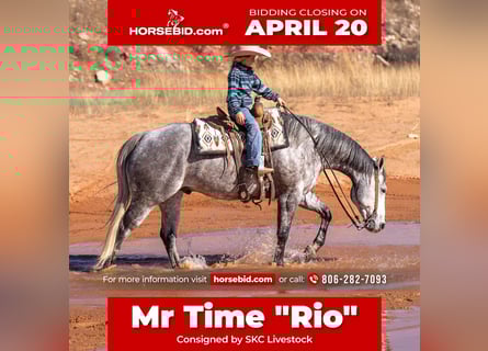 Quarter horse américain, Hongre, 6 Ans, 155 cm, Gris