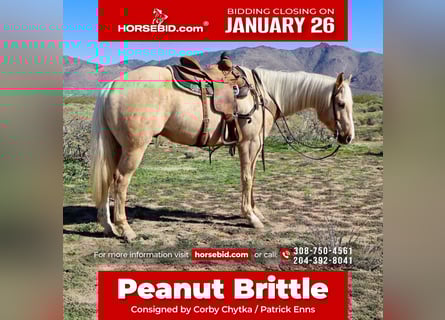 Quarter horse américain, Hongre, 6 Ans, 155 cm, Palomino