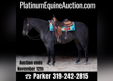 Quarter horse américain, Hongre, 6 Ans, 155 cm, Rouan Bleu