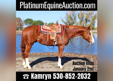 Quarter horse américain, Hongre, 6 Ans, 157 cm, Alezan brûlé