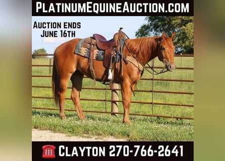 Quarter horse américain, Hongre, 6 Ans, 157 cm, Alezan brûlé