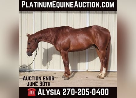 Quarter horse américain, Hongre, 6 Ans, 157 cm, Alezan