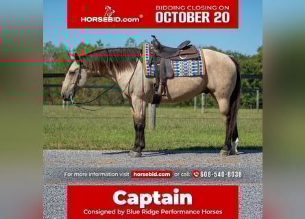 Quarter horse américain, Hongre, 6 Ans, 157 cm, Buckskin