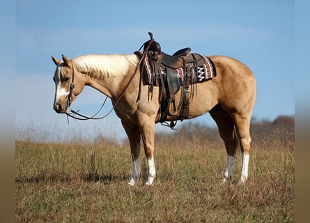 Quarter horse américain, Hongre, 6 Ans, 157 cm, Palomino