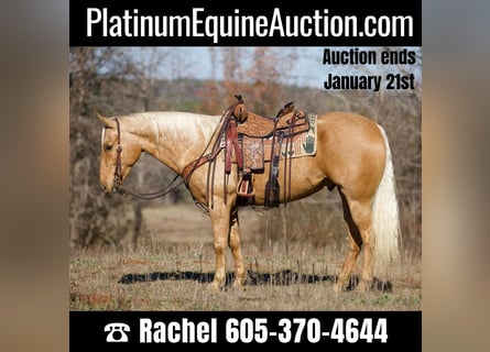 Quarter horse américain, Hongre, 6 Ans, 157 cm, Palomino