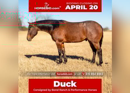 Quarter horse américain, Hongre, 6 Ans, 157 cm, Roan-Bay