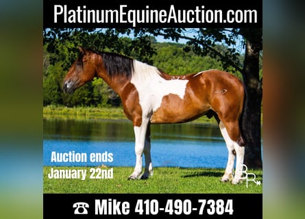 Quarter horse américain, Hongre, 6 Ans, 157 cm, Tobiano-toutes couleurs