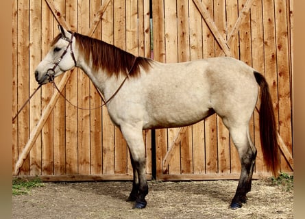 Quarter horse américain, Hongre, 6 Ans, 160 cm, Buckskin