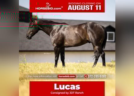 Quarter horse américain, Hongre, 6 Ans, 160 cm, Noir