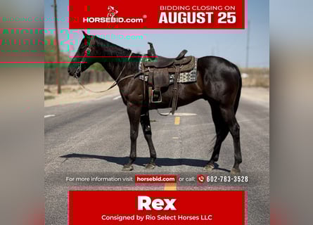 Quarter horse américain, Hongre, 6 Ans, 160 cm, Noir