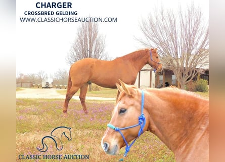 Quarter horse américain, Hongre, 6 Ans, 163 cm, Alezan dun
