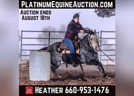 Quarter horse américain, Hongre, 6 Ans, 163 cm, Gris