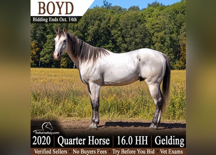 Quarter horse américain, Hongre, 6 Ans, 163 cm, Gris