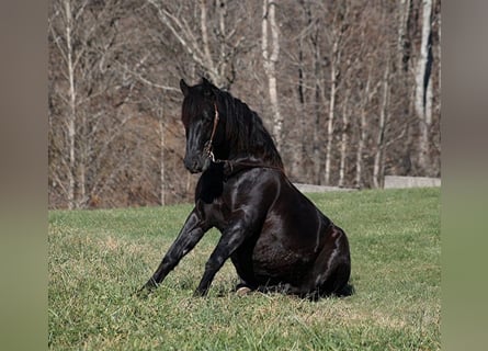 Quarter horse américain, Hongre, 6 Ans, 163 cm, Noir