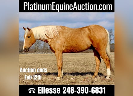 Quarter horse américain, Hongre, 6 Ans, 163 cm, Palomino