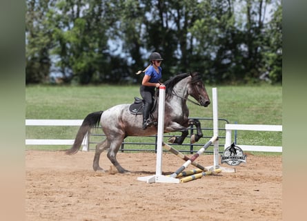 Quarter horse américain, Hongre, 6 Ans, 163 cm, Rouan Bleu