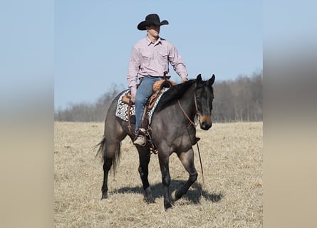 Quarter horse américain, Hongre, 6 Ans, 163 cm, Rouan Bleu