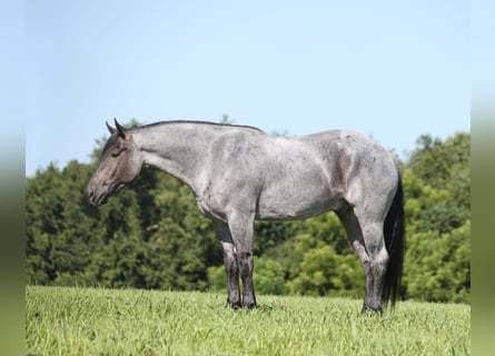 Quarter horse américain, Hongre, 6 Ans, 163 cm, Rouan Bleu