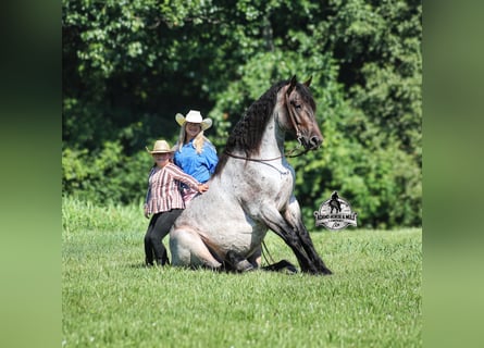 Quarter horse américain, Hongre, 6 Ans, 163 cm, Rouan Bleu