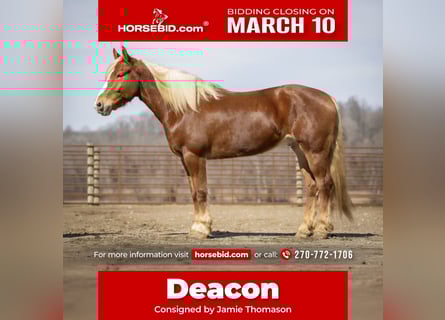 Quarter horse américain Croisé, Hongre, 6 Ans, 170 cm, Alezan cuivré