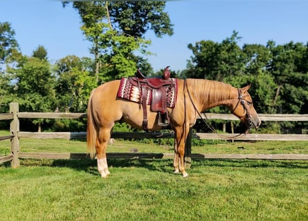 Quarter horse américain, Hongre, 6 Ans, Alezan dun