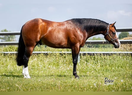 Quarter horse américain, Hongre, 6 Ans, Bai cerise