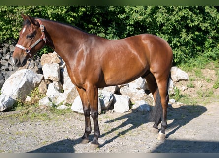 Quarter horse américain, Hongre, 6 Ans, Bai