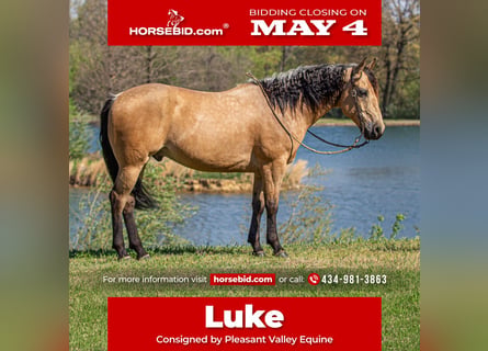 Quarter horse américain, Hongre, 6 Ans, Buckskin