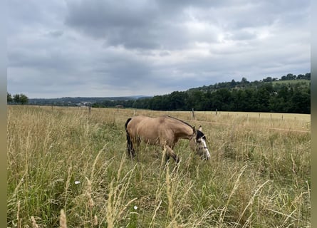 Quarter horse américain, Hongre, 6 Ans, Buckskin