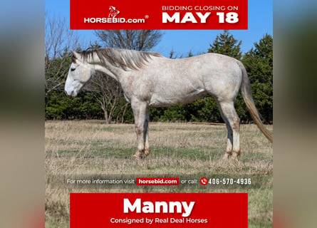 Quarter horse américain, Hongre, 6 Ans, Gris