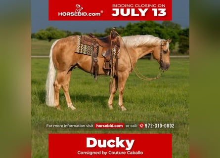 Quarter horse américain, Hongre, 6 Ans, Palomino